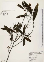 山胡椒藏品圖，第1張
