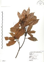 豬腳楠藏品圖，第1張