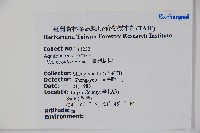 臺灣糊樗藏品圖，第2張