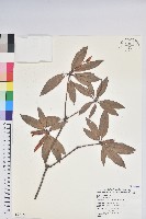 西施花、青紫木藏品圖，第1張