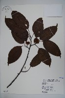 朱紅水木藏品圖，第1張