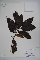 朱紅水木藏品圖，第1張