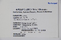 朱紅水木藏品圖，第2張