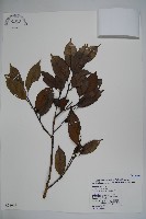 臺灣糊樗藏品圖，第1張