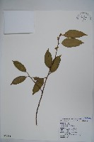 臺灣糊樗藏品圖，第1張