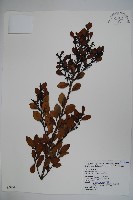 圓葉冬青藏品圖，第1張