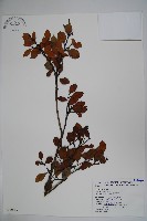 圓葉冬青藏品圖，第1張