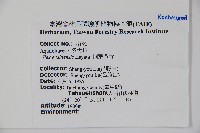 圓葉冬青藏品圖，第2張