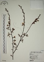霧社山櫻花藏品圖，第1張
