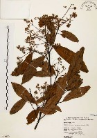 香楠藏品圖，第1張