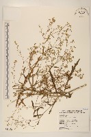 銀膠菊藏品圖，第1張