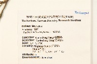 銀膠菊藏品圖，第2張