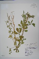 向天黃藏品圖，第1張