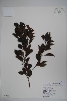 鐵冬青藏品圖，第1張