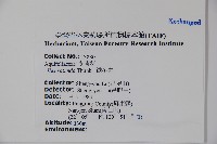 鐵冬青藏品圖，第2張