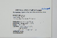 阿里山冬青藏品圖，第2張