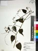 粉藤藏品圖，第1張