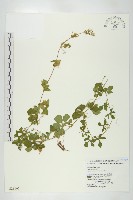 苦瓜藏品圖，第1張