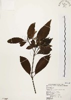 香楠藏品圖，第1張