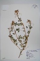 白花菜藏品圖，第1張