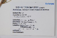 白花菜藏品圖，第2張