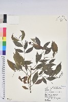 密花五月茶藏品圖，第1張