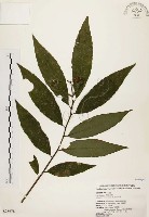 黑星紫金牛藏品圖，第1張