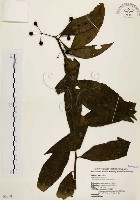 黑星紫金牛藏品圖，第1張