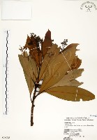 大葉楠藏品圖，第1張