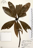 五掌楠藏品圖，第1張