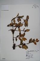 鈴木冬青藏品圖，第1張