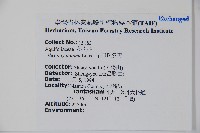 早田氏冬青藏品圖，第2張