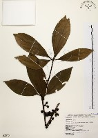 五掌楠藏品圖，第1張