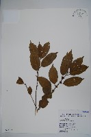 臺灣糊樗藏品圖，第1張