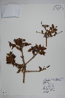 苗栗冬青藏品圖，第1張