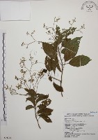 大青藏品圖，第1張