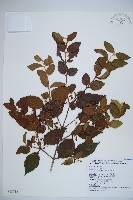 呂宋莢迷藏品圖，第1張