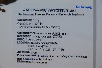 呂宋莢迷藏品圖，第2張