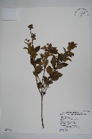 密毛假黃楊藏品圖，第1張