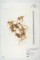 菟絲子藏品圖，第1張