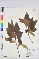 白臼藏品圖，第1張