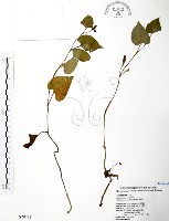 臭腥草、蕺菜藏品圖，第1張