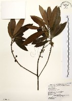 大明橘藏品圖，第1張