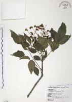 灰色木藍藏品圖，第1張