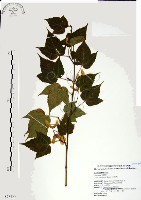 尖葉槭藏品圖，第1張