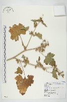 蒼耳藏品圖，第1張