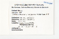 蒼耳藏品圖，第2張