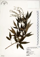 黃荊藏品圖，第1張