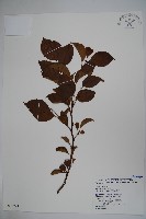 草野氏冬青藏品圖，第1張