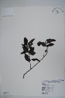 忍冬葉冬青藏品圖，第1張